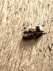 Ozotomerus japonicus