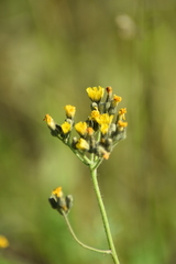 Pilosella novosibirskensis