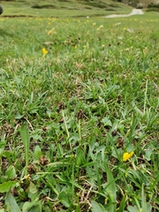 Trichophorum pumilum