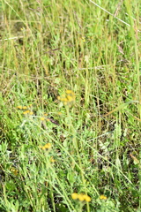 Pilosella novosibirskensis