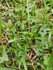 Trichophorum pumilum