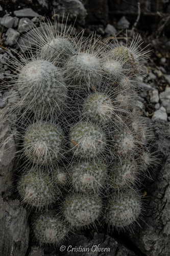 Mammillaria geminispina