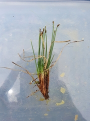 Trichophorum pumilum