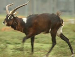 Nile Lechwe photo 4