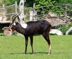 Nile Lechwe photo 3