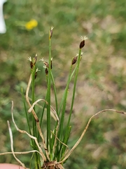 Trichophorum pumilum