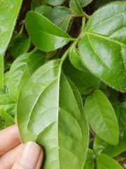 Viburnum tinus subsp. tinus image