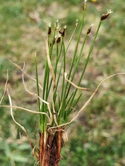 Trichophorum pumilum