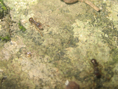 Pristomyrmex