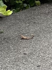 Leiocephalus carinatus