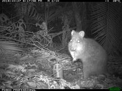 Potorous tridactylus