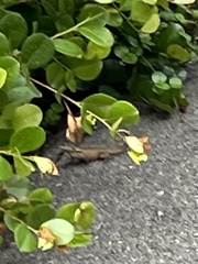 Leiocephalus carinatus