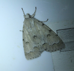 Acronicta innotata