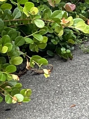 Leiocephalus carinatus