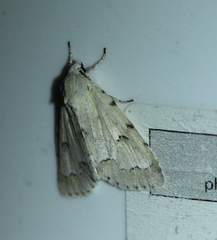 Acronicta innotata
