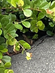 Leiocephalus carinatus