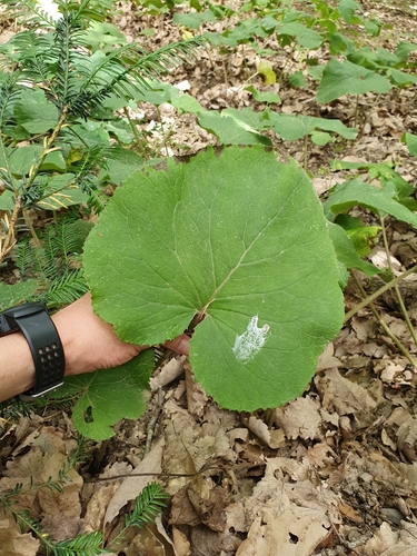 Petasites pyrenaicus image