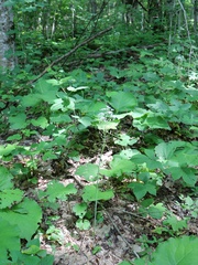 Ornithogalum arcuatum