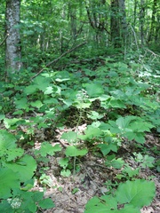 Ornithogalum arcuatum