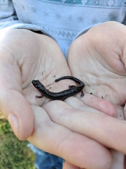 Plethodon cinereus