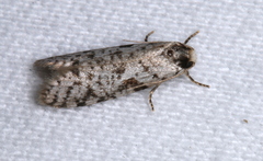 Lepidoscia