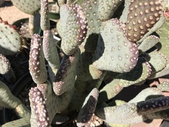 Opuntia basilaris treleasei