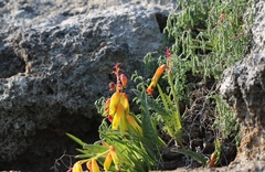 Lachenalia quadricolor