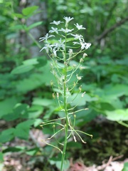 Ornithogalum arcuatum