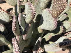 Opuntia basilaris treleasei
