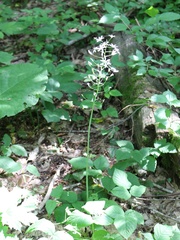 Ornithogalum arcuatum