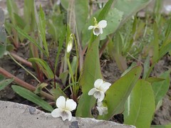 Viola patrinii