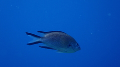 Chromis limbata