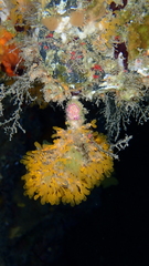 Pycnoclavella communis