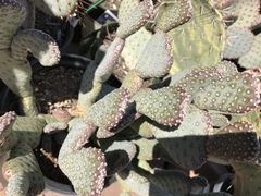 Opuntia basilaris treleasei