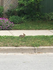Sylvilagus floridanus