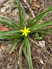 Hypoxis mexicana