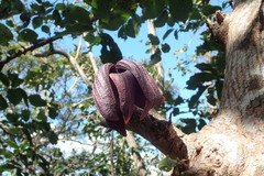 Sapranthus palanga