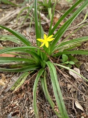 Hypoxis mexicana