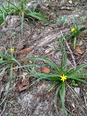 Hypoxis mexicana