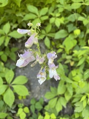 Penstemon canescens