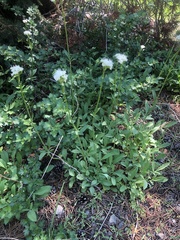 Valeriana californica