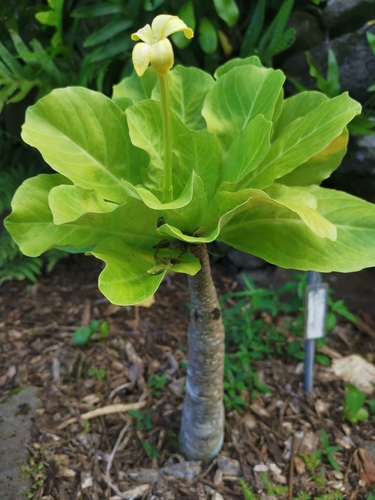 Brighamia insignis