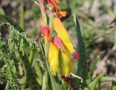 Lachenalia quadricolor