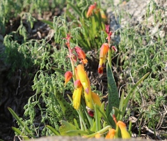 Lachenalia quadricolor
