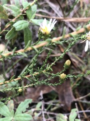 Symphyotrichum walteri