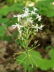 Ornithogalum arcuatum