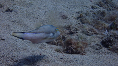 Canthigaster capistrata