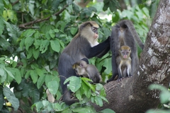Cercopithecus campbelli