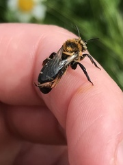 Andrena barbilabris