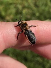 Andrena barbilabris